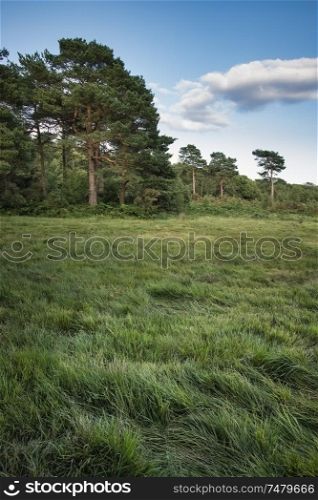 Beautiful Summer landscape of woodland clearing during evening soft light