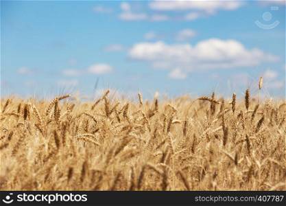 beautiful summer landscape - view at the wheat field