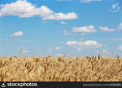 beautiful summer landscape - view at the wheat field
