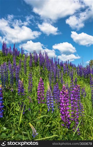 Beautiful summer landscape with bright high purple lupines.