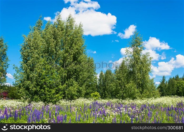 Beautiful summer landscape with bright high purple lupines.