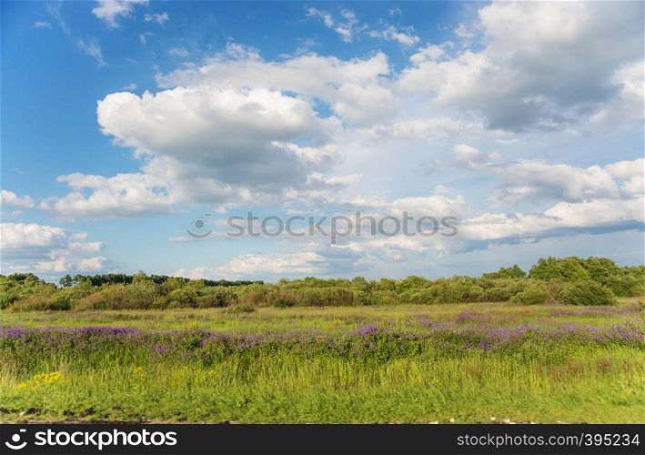 Beautiful summer landscape with flowering meadow, green trees and bushes and blue sky with white clouds