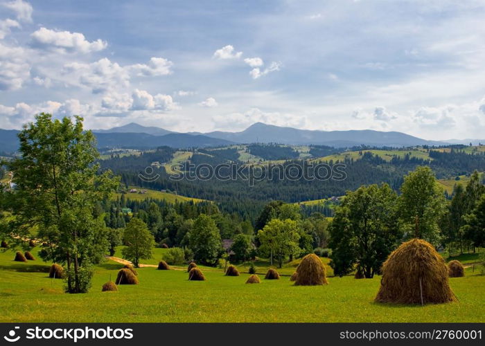 beautiful summer landscape with sheaf of wheat