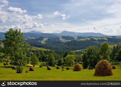 beautiful summer landscape with sheaf of wheat