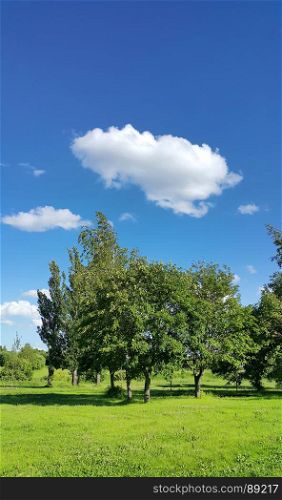 Beautiful summer landscape with trees and bright blue sky with white clouds