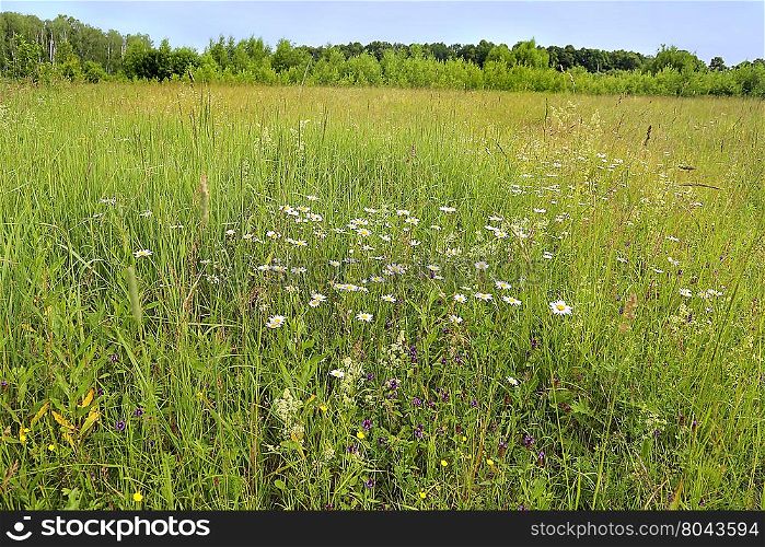 Beautiful summer landscape with wildflowers