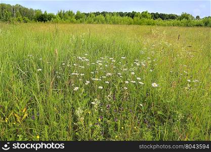 Beautiful summer landscape with wildflowers