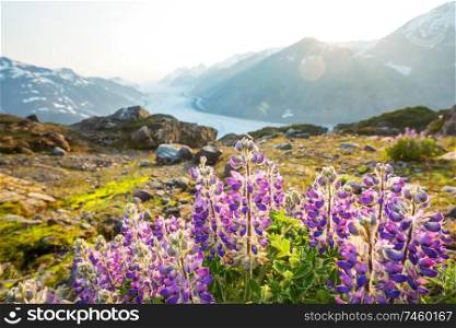 Beautiful summer meadow in mountains, Alaska, USA