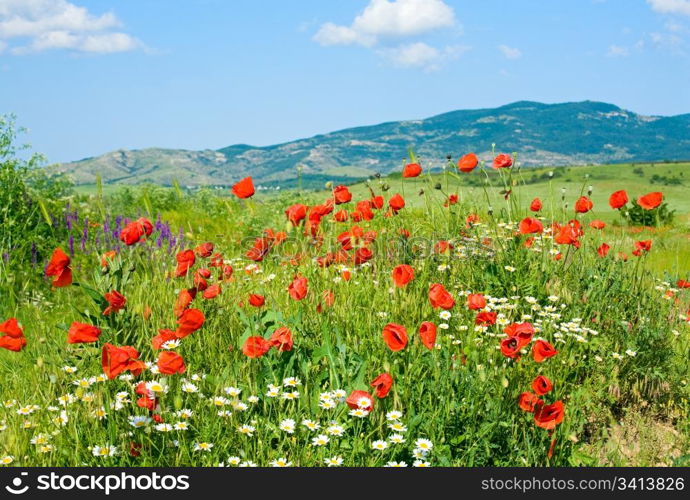 Beautiful summer mountain landscape with red poppy and white camomile flowers.