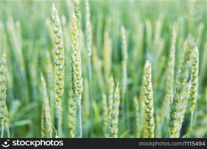 Beautiful summer natural background with green unripe ears of wheat in a field close-up