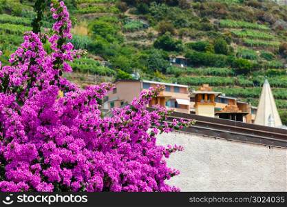 Beautiful summer pink Bougainvillea flowers in Riomaggiore - one of five famous villages of Cinque Terre National Park in Liguria, Italy.