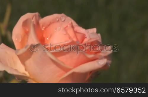 beautiful summer rose