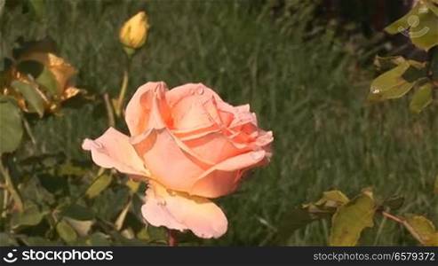 beautiful summer rose