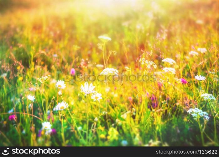 Beautiful summer sunny flower field background. Meadow with a flower of camomiles.