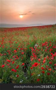 Beautiful Summer sunrise countryside field of poppies landscape