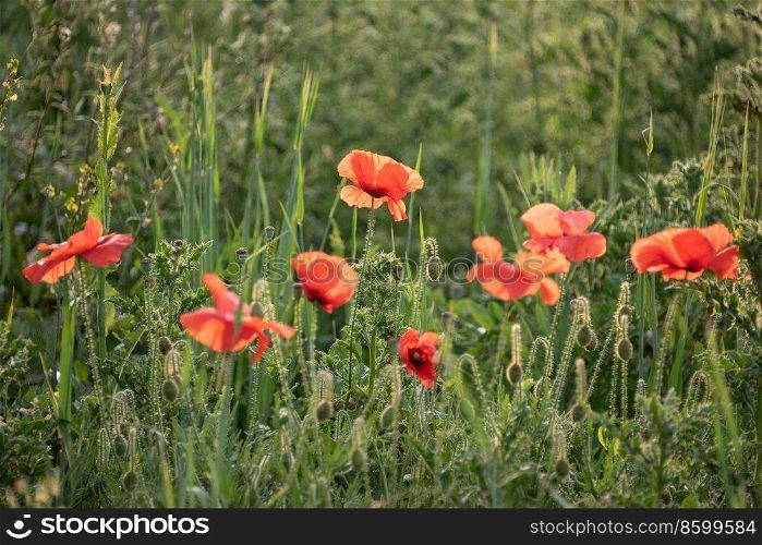 Beautiful Summer sunrise glow of wild poppy Papaver Rhoeas field in English countryside with selective focus technique used