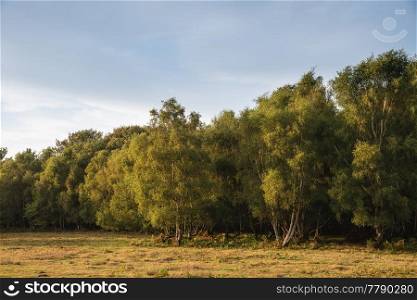 Beautiful Summer sunset landscape image of Ashdown Forest in English countryside with vibrant colors