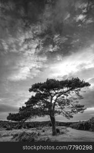 Beautiful Summer sunset landscape image of Bratley View in New Forest National Park England  black and white image