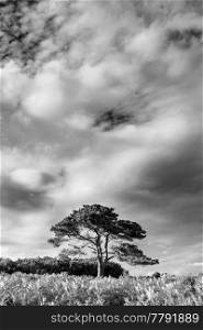 Beautiful Summer sunset landscape image of Bratley View in New Forest National Park England  black and white image