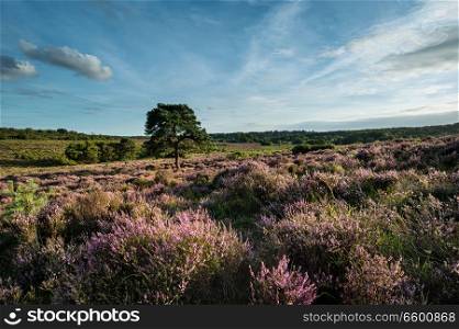 Beautiful Summer sunset landscape image of Bratley View in New Forest National Park England