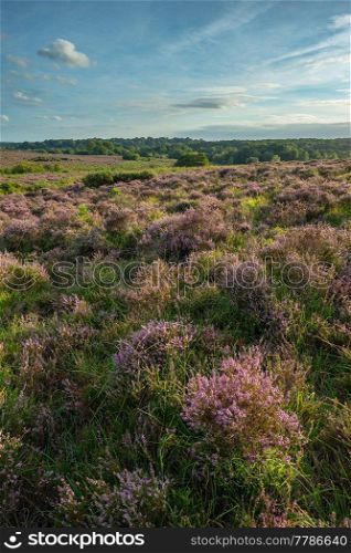Beautiful Summer sunset landscape image of Bratley View in New Forest National Park England 