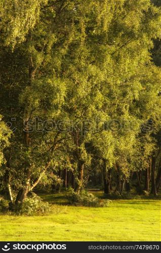 Beautiful Summer sunset landscape image of forest in lovely soft light and lush green foliage