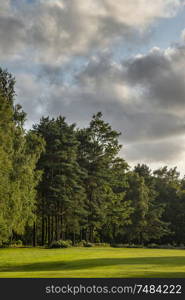 Beautiful Summer sunset landscape image of forest in lovely soft light and lush green foliage