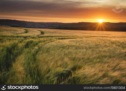 Beautiful Summer sunset landscape over agricultural crop fields