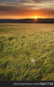 Beautiful Summer sunset landscape over agricultural crop fields