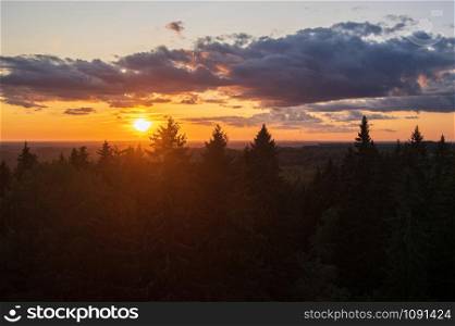 Beautiful summer sunset over the spruce-fir forest with the silhouettes of fir tree tops against golden and blue sky with dramatic clouds