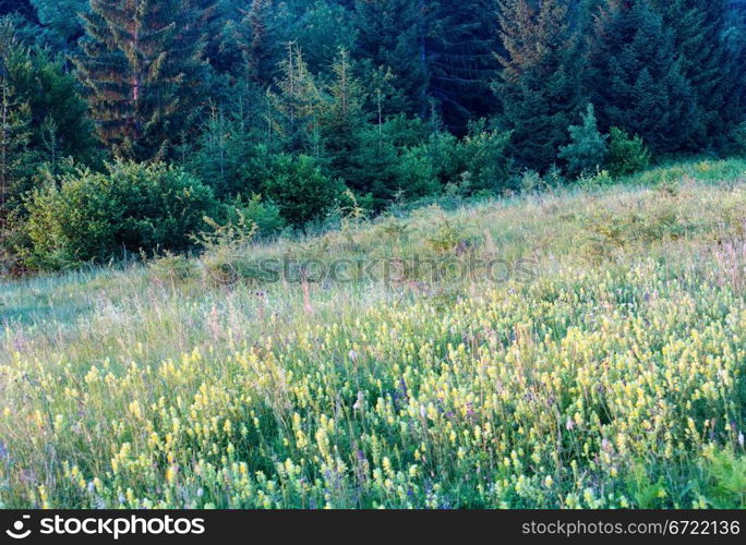 Beautiful summer sunset wildflowers on mountain glade