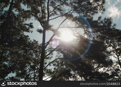 Beautiful summer view of a pine forest in asian with the sunlight shines through the pine branches down. The sunlight shines through woods in the forest landscape.