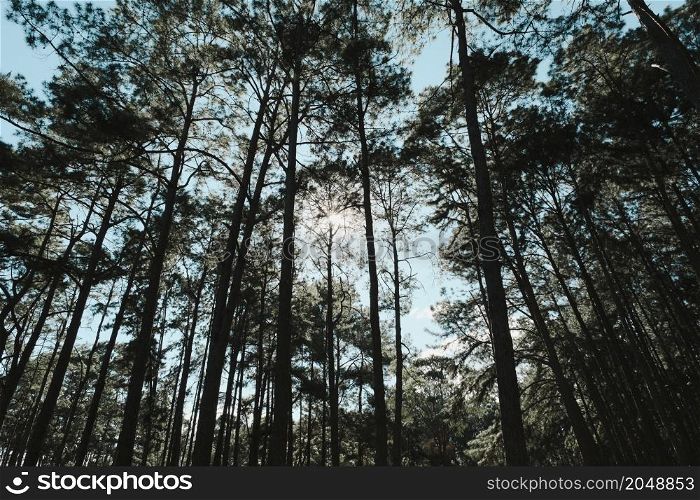 Beautiful summer view of a pine forest in asian with the sunlight shines through the pine branches down. The sunlight shines through woods in the forest landscape.