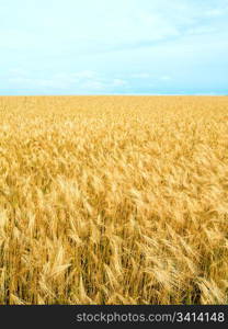 Beautiful summer wheat field and .