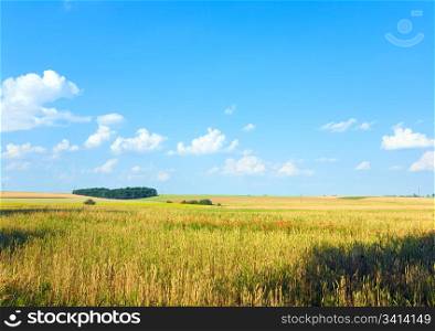 Beautiful summer wheat field with poppy flowers and blue cloudy sky.