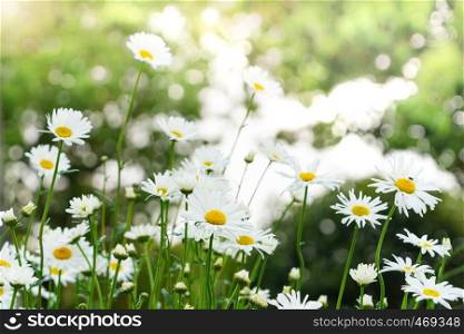 beautiful summer with blossoming daisy flower on the blurred background, springs backgrounds concept