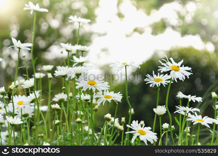 beautiful summer with blossoming daisy flower on the blurred background, springs backgrounds concept