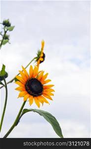 Beautiful sunflower against a sky background