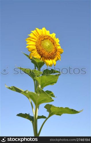 beautiful sunflower against blue sky background