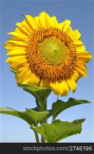 beautiful sunflower against blue sky background