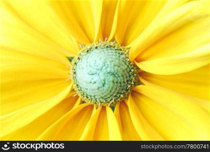 Beautiful sunflower background