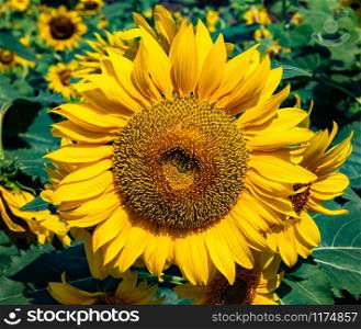 beautiful sunflower blooming in field