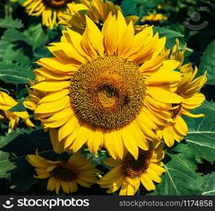 beautiful sunflower blooming in field