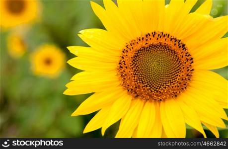 Beautiful sunflower closeup with yellow leaves