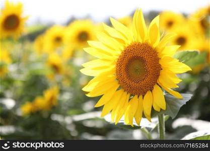 Beautiful Sunflower Field in Summer