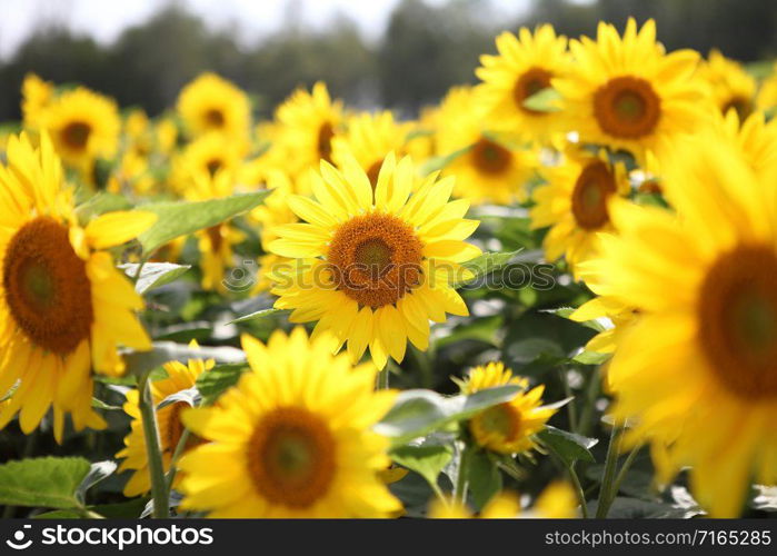 Beautiful Sunflower Field in Summer