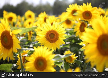 Beautiful Sunflower Field in Summer