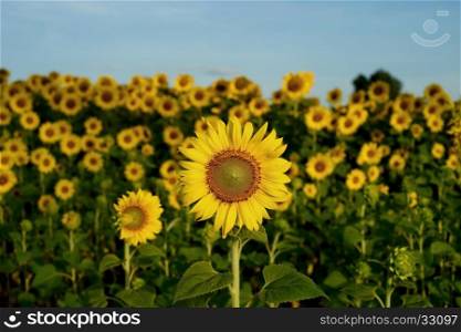 beautiful sunflower field in the morning with beautiful sky background