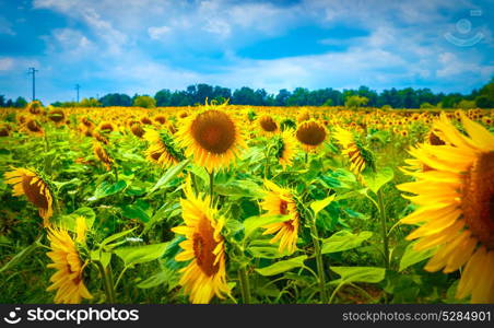 Beautiful sunflower field, many big yellow flowers, agricultural landscape, autumn harvest season, beautiful nature of Northern Italy, Europe