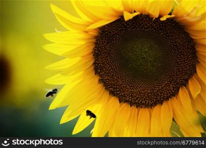 Beautiful sunflower in the field
